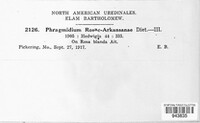 Phragmidium rosae-arkansanae image
